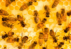 Rucher Ecole dans le Gard